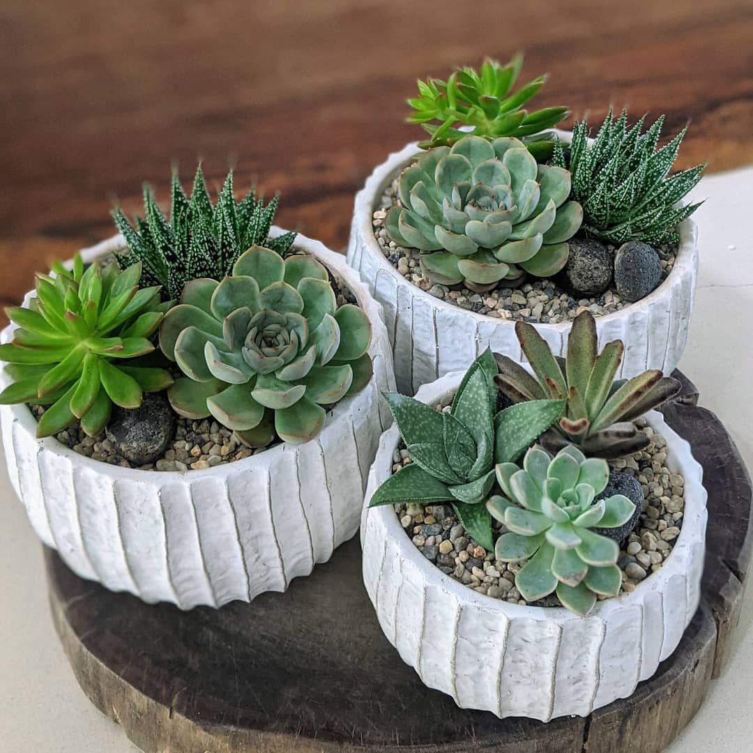 suculentas